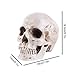 Life Size Replica Realistic Human Skull Head Bone Model, Anatomy White Resin Skull High Precision Teaching Tool Halloween Decor