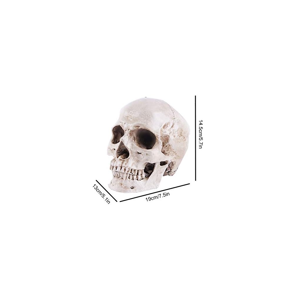 Life Size Replica Realistic Human Skull Head Bone Model, Anatomy