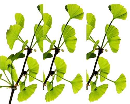 3 Planta natural Ginkgo biloba. 20-30 cm. En cepellón. Resistente a la contaminación, plagas y enfermedades, ideal para entornos urbanos. Sus hojas únicas aportan belleza estacional