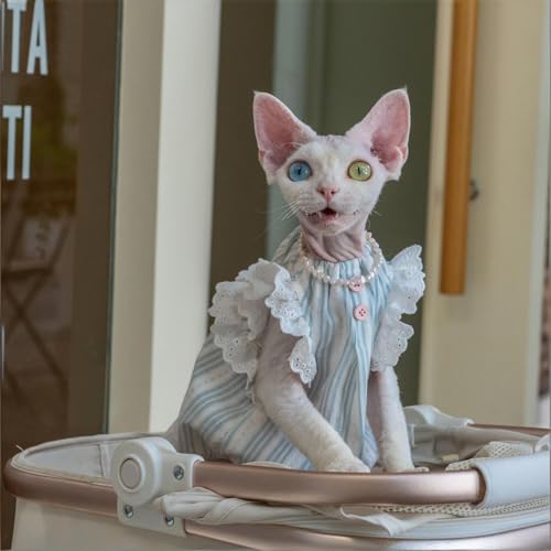 Camisa de gato Sphynx con encaje y algodón premium transpirable 5