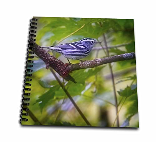 Drawing Book 8 x 8 inch - Black and White Warbler Bird Photography Bird