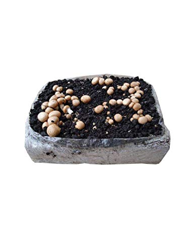 Bala Champiñón Portobello 6-7Kg. Germinada