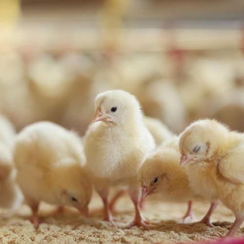 Abreuvoir pour poules anti gaspillage d'eau et hygiénique