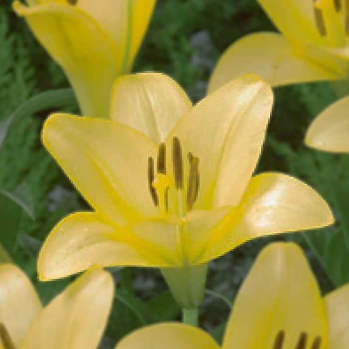 信州産百合の球根　二色二、三球宅急便コンパクト Amazon.co.jp: 鉄砲百合 【 デリアナ 】 球根 2球 テッポウ ユリ