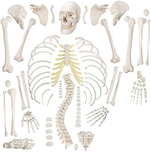 Labzio - Disarticulated human skeleton, includes 3 part skull with movable jaw, Life size 177 cm (5 ft 9 inches) Tall Bone set, for Anatomy Medical Learning (B09XXS4TDT) Amazon Price History, Amazon Price Tracker