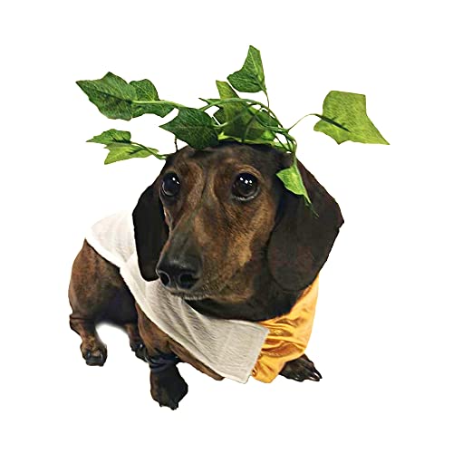 Disfraz Toga Halloween para Perro Talla Large miniatura 5