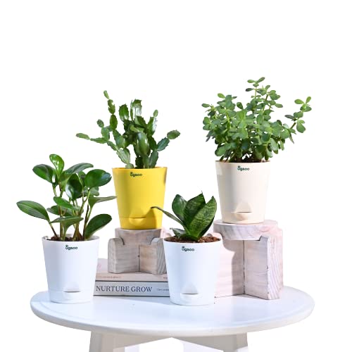 UGAOO Combo of 4 Indoor succulent Live Plants for Living room decor Home Indoor Garden with Pot - Jade Mini, Peperomia Green Plant, Cactus Plant & Sansevieria Green Snake Plant (B0C1JY7Y9R) Amazon Price History, Amazon Price Tracker