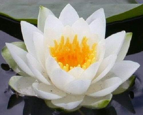 Miniatura 2 de 10 WHITE LOTUS Nymphaea Ampla Asian Water Lily Pad Flower Pond Seeds *CombSH