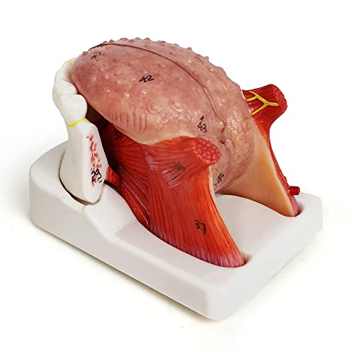 Evotech Human Tongue Anatomy Model, 4 Part Life Size Numbered Human Tongue Model W/Mandible and Lower Teeth Showing The Tongue Body Base Tip for Medical Teaching and Doctor-Patient Communication - Thumbnail 7