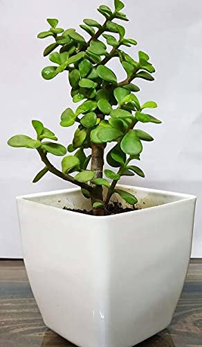 Plantec JS STOCKS Lucky Plant Jade Plant Crassula ovata, Friendship Tree, Indoor Green Live Table Plant(JS/Sto/pla/373) (B09D8JL3WM) Amazon Price History, Amazon Price Tracker