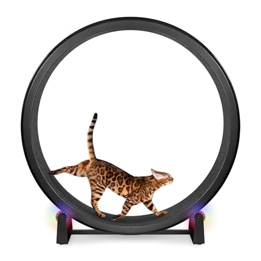 One Fast Cat Exercise Wheel for Indoor Cats