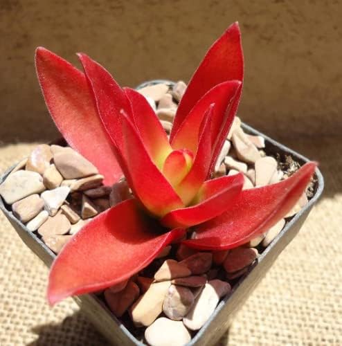 Miniatura 2 de Suculentas de fogata Crassula enraizadas en maceta de 4 pulgadas