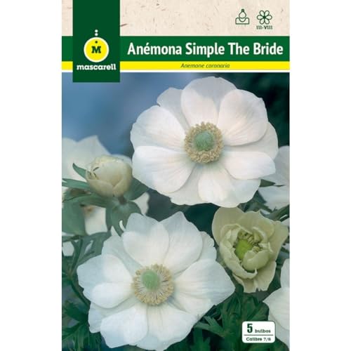 Mascarell Semillas, ANEMONAS SIMPLE THE BRIDE, Semillas Bulbosas, Bulbos de Flores Otoño Fácil de Cultivar, Bolsa 5 Bulbos