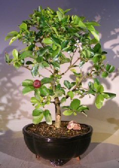 Bonsai Boy 's Floración Enano Llorando Barbados Cherry Bonsai Tree - Gran malpighia Pendiculata