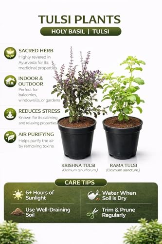 Image of Rama & Shyama Tulsi Live Plant Combo with Pot | Ayurvedic Holy Basil Medicinal Herb Plants | Sacred Indoor Outdoor Pooja Plant for Home Garden Balcony Temple Decor | Pack of 2