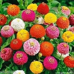 Creative Farmer Flower Seeds : Zinnia Elegance Dahlia Mixed Colour Seeds For Indian Climate Garden [Home Garden Seeds Eco Pack] Plant Seeds (B078R9Q6HK) Amazon Price History, Amazon Price Tracker