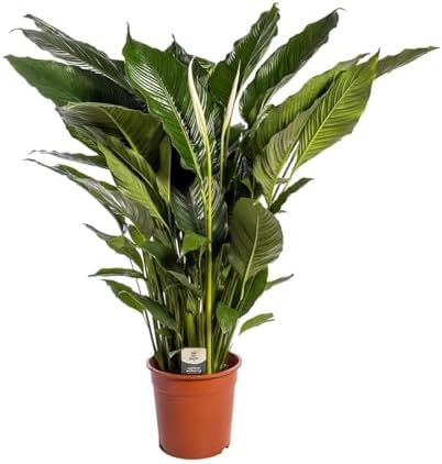 Planta Espatifilo SPATHIPHYLLUM. 70-80 cm. Purificador del aire. ...