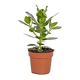 Bloomique