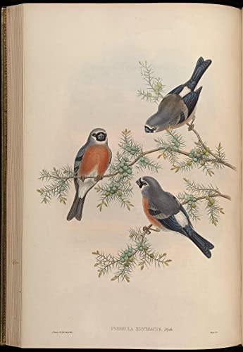 Peinture murale animal oiseau sublimer décoration salon 60x90cm