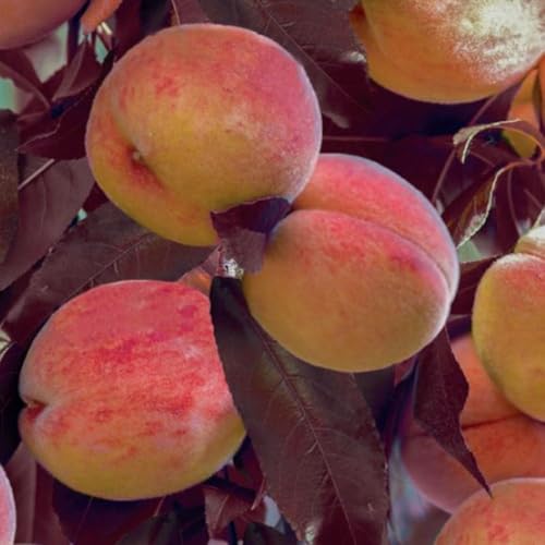 Peach Tree Honey Red (Prunus) – Dwarf Tree, Red Foliage, Pink Blossom, Self-Fertile, Perfect for Containers – 1x 18cm Pot by Thompson and Morgan