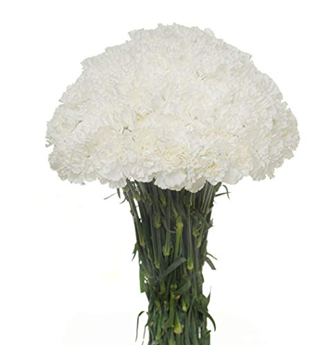 Flower Prime Flowerprime 50 White Carnations - Fresh Natural Cut Flowers thumb #1