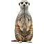 Meerkat1
