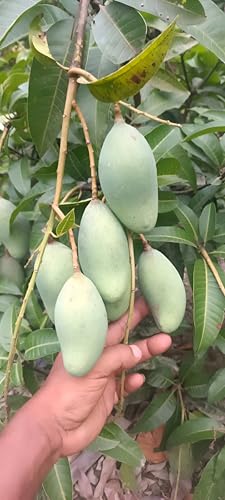 Image of Healthy Hybrid Thai All Time Mango /Baramasi Mango Fruit Grafted Live Tree || For Home Garden Outdoor & Indoor Plant Height 1.5ft-2Ft.