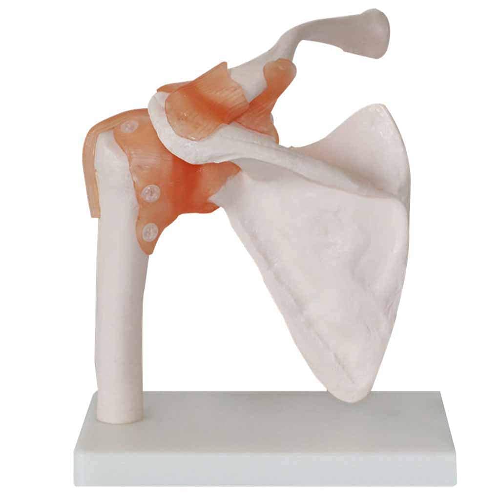 Modele Medyczne, Model Stawów Pleców, Anatomiczny O Wielkości Życia Z Taśmami Z Materiału PVC, Model Stawów Medyczno-Anatomiczny, Jako Pomoc Medyczna