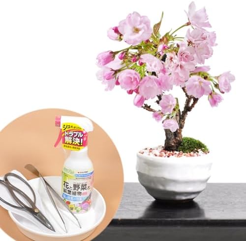（19:00時点） 母の日 【5月開花】盆栽妙 開花調整 ミニ桜 はじめての4点道具セット 盆栽ギフト 贈り物 プレゼント ミニ盆栽 桜 bonsai