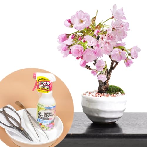 母の日 【5月開花】盆栽妙 開花調整 ミニ桜 はじめての4点道具セット 盆栽ギフト 贈り物 プレゼント ミニ盆栽 桜 bonsai（Amazon）