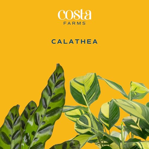 Costa Farms Calathea Live Plants | Beautiful Assorted Houseplants in 10-Inch Decorative Plant Pots | 2-3 Feet Tall | Unique Housewarming or Birthday Gift | Room and Home Decor
