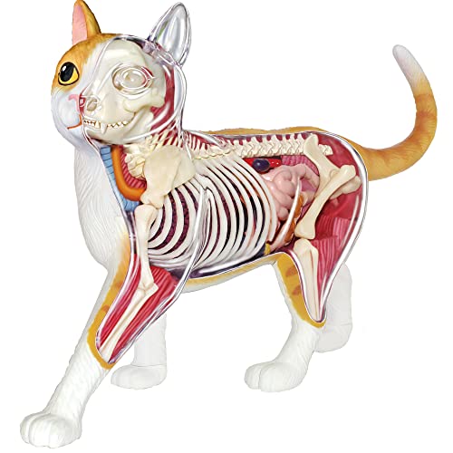 EXPLORA - Chat - Zoologie - 546008 - Modèle Réaliste de 28 Pièces - Notice d'Assemblage et Quiz Éducatif - Kit de Découverte - Jeu pour Enfant - Scientifique - Éducatif - Ludique - À Partir de 8 Ans