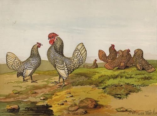 Affiches et gravures impression sur toile Bantams Harrison William Weir 60x90cm