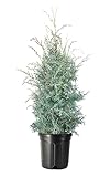 Carolina Sapphire | 1 Extra Large 3 Gallon Trees | Cupressus arizonica 'Carolina Sapphire' | Fast-Growing Privacy Fence | Evergreen Landscape Screening Plants