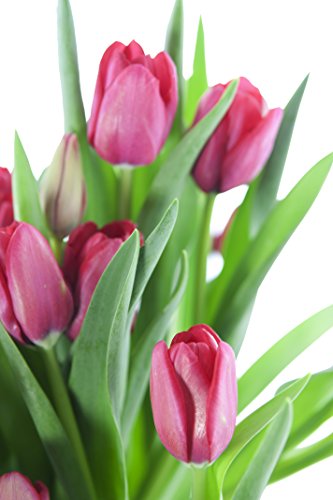 Image of KaBloom-30 Red Tulip Bouquet,Flowers for Valentine, Mother's Day