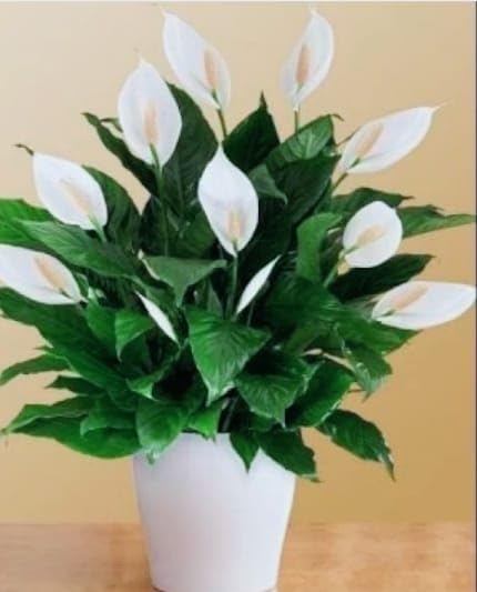Balbasaur Peace Lily, Spathiphyllum Indoor Air Purify Plant 1 Healthy Live Plant With Mini Black Pot (White) (B0CH3NZZYB) Amazon Price History, Amazon Price Tracker