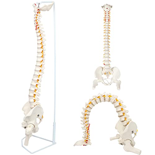 UIGJIOG Modelo Médico De Columna Vertebral Humana Modelo De Columna Vertebral Flexible 85Cm Anatómica Masculina Columna Vertebral,Nervios,Arterias,Columna Lumbar,Pelvis Y Soporte