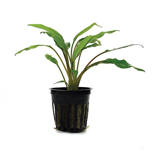 SubstrateSource Cryptocoryne Lutea Live Aquatic Aquarium Plant