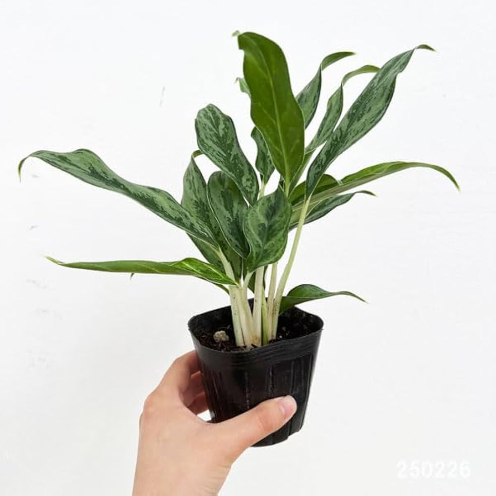 アグラオネマ アグラオネマ：サイアム ジェイド 3号鉢植え の通販 | 園芸ネット