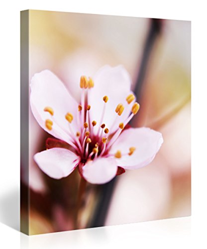 Gallery of Innovative Art - Cherry Blossom - 80x80cm - Impresión Giclee en Lienzo, Foto Lienzo Wall Art- Fotos en Lienzo montadas sobre Bastidor – Im?Genes en Lienzo XXL en Alta resolución #e6328