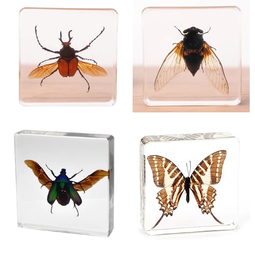 Image of Taxidermy Beetle Butterfly Cicada, Real Bug Insect Specimens in Resin Preserved, Clear for Closer-Look & Study, Science Educational Classroom Specimen, Unique Gift Ornament (E, 3.0x3.0x0.8-inch)