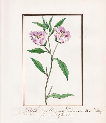 Godetia rose blanc de Lindley = Godetia Oenothera rosea alba Lindleyana - Peru / Botanik botany / Blume flower / Pflanze plant
