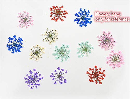 Colección de 24 Flores Secas Naturales Mini Prensadas miniatura 5