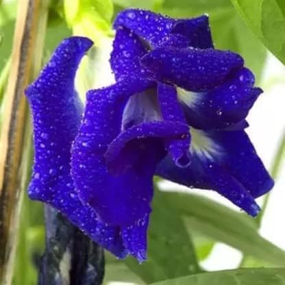 See full amazon price history chart for Growing Plants Live Blue Aparajita Double Flowering/Butterfly Pea Flower Plant With Black Plastic Pot Growing Plants Live Blue Aparajita Double Flowering/Butterfly Pea Flower Plant With Black Plastic Pot (B0CMXQL9SV) Amazon Price History, Amazon Price Tracker