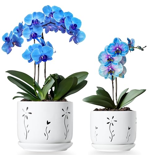 Thriving Thicket 2 Pack, 5 + 6 Inch White Orchid Pots with Holes and Saucer, Ceramic Orchid Planters...