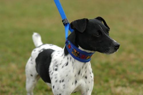 Large, EZSwivelLeash Signature Ribbon Pet Leash, Royal Blue