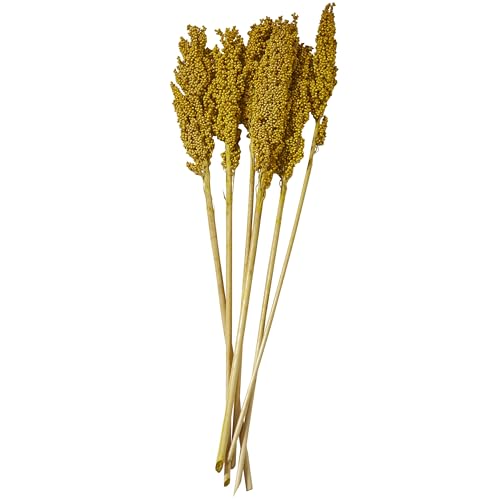 Deco 79 Dried Plant Corn Maze Home Decor Natural Foliage Natural Dried Foliage with Long Stems, Foliage for Decoration 3" x 1" x 30", Yellow