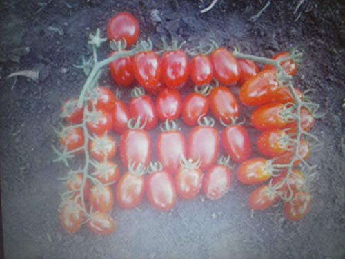 Datterino pomodoro, dolce, passato, Sugo, 60 semi, semi:Seeds