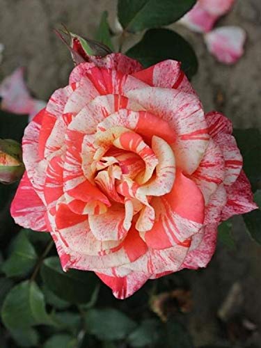 Royal Paradise Garden Rare Exotic Pink White Rose Flower Plant Home Garden Plant 1 Grafted Rose Live Plant (B07RH7PW8V) Amazon Price History, Amazon Price Tracker