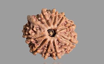 NEXG AAA+++ 9 Mukhi Nine Face Rudraksha Original Certified No Mukhi Rudraksha Durga Maa Rudraksha Naumukhi Rudraksha With Silver Capping 9 Face Rudraksha Nepal Mahadev Rudraksha Nine Mukhi Rudraksha For Unisex 